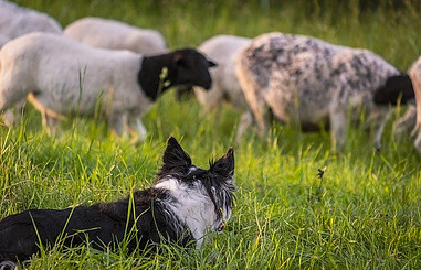 Dog Herding Sheep