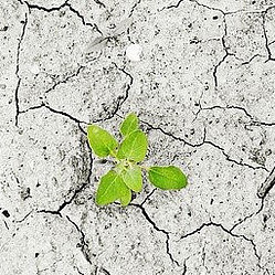 Seedling in desert